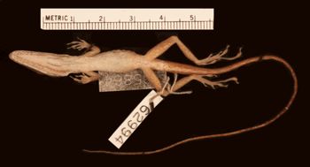 Media type: image;   Herpetology R-62994